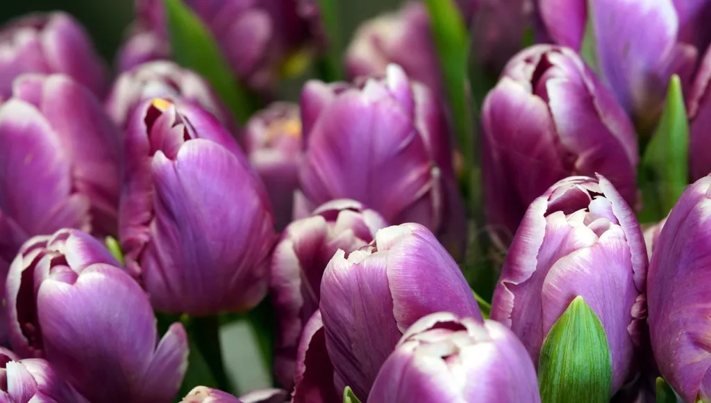 flores