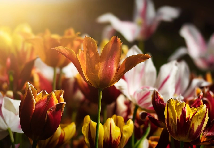 Como se fala "flores" em inglês?